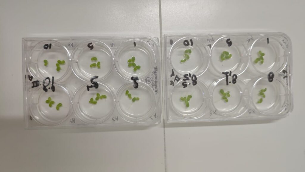 Petri dishes
